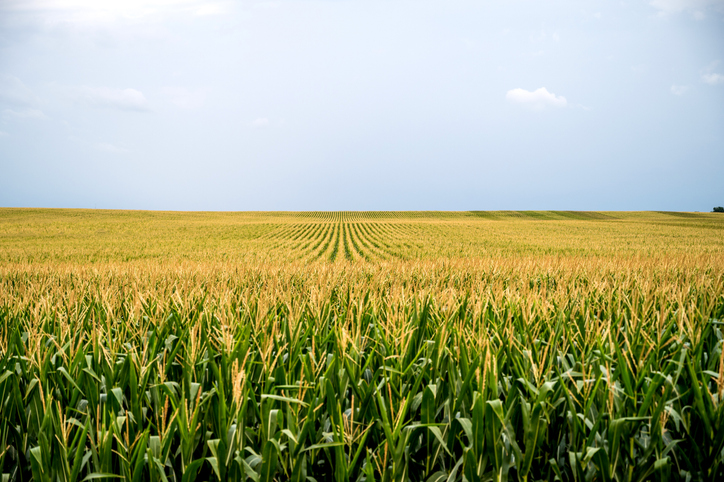 A field of corn at dusk